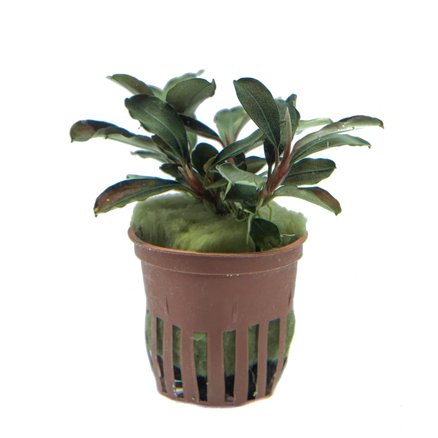 Bucephalandra sp. ''Theia Superblue''
