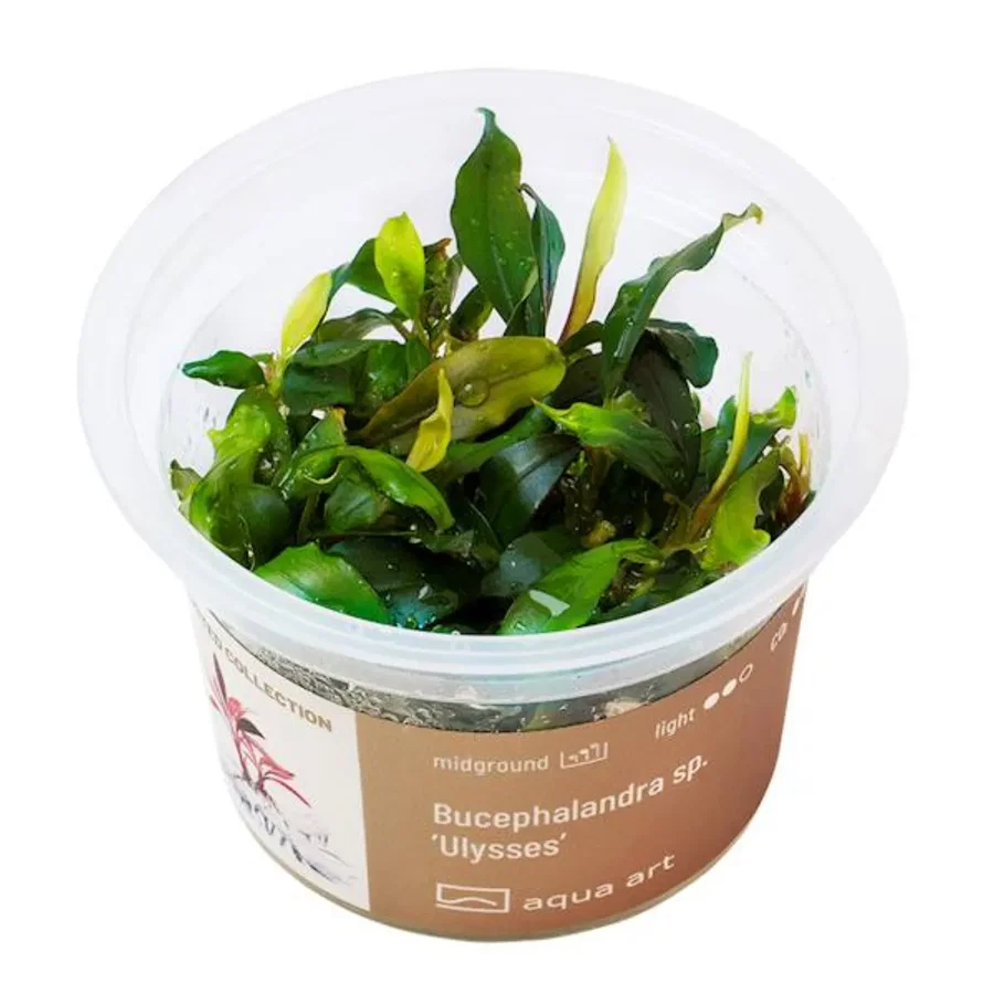 Bucephalandra sp. "Ulysses"