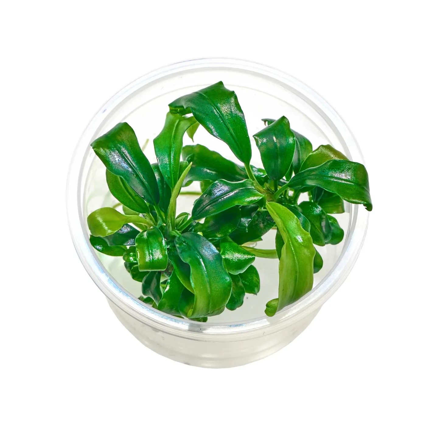 Bucephalandra sp. "Wavy Green" - Baby Plant Mini-Ableger