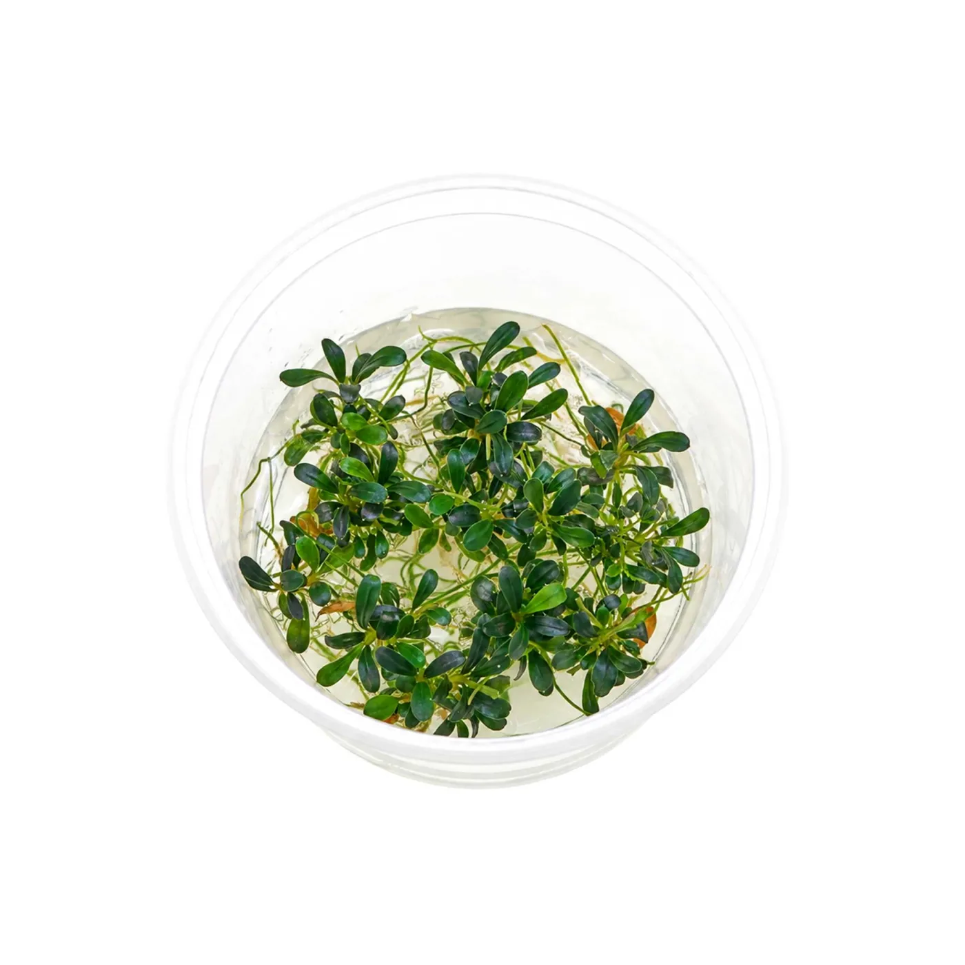 Bucephalandra sp. "Aqua Artica" - in vitro 8,5cm