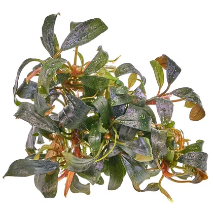 Bucephalandra sp. "Brownie Ghost" - in vitro 8,5cm