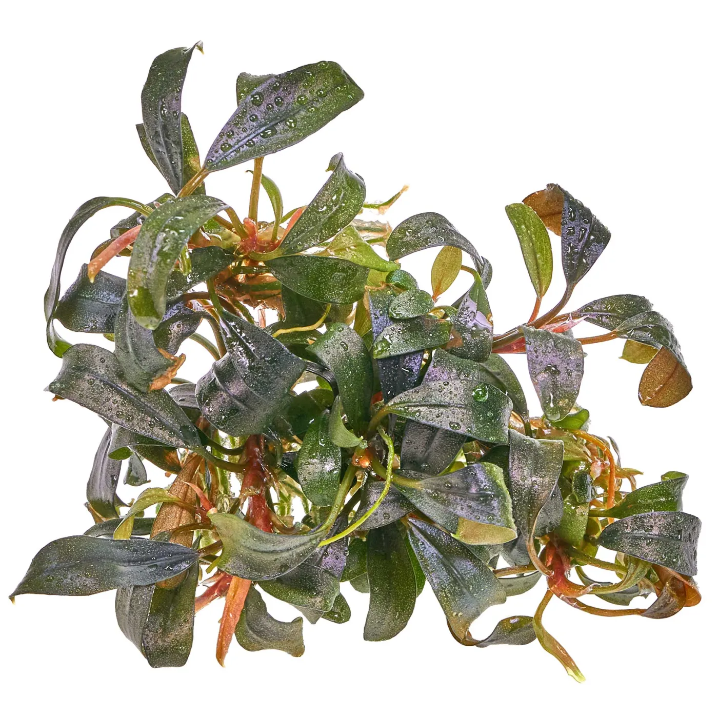 Bucephalandra sp. "Brownie Ghost" - in vitro 8,5cm