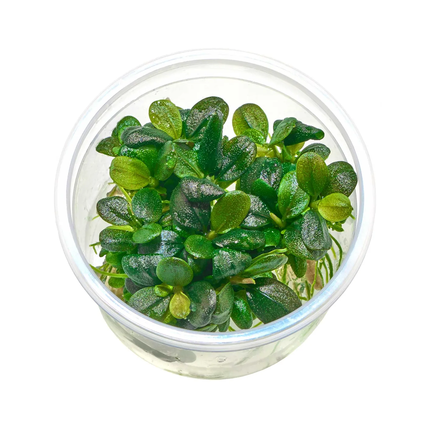 Bucephalandra sp. "Brownie Jade" - Baby Plant Mini-Ableger