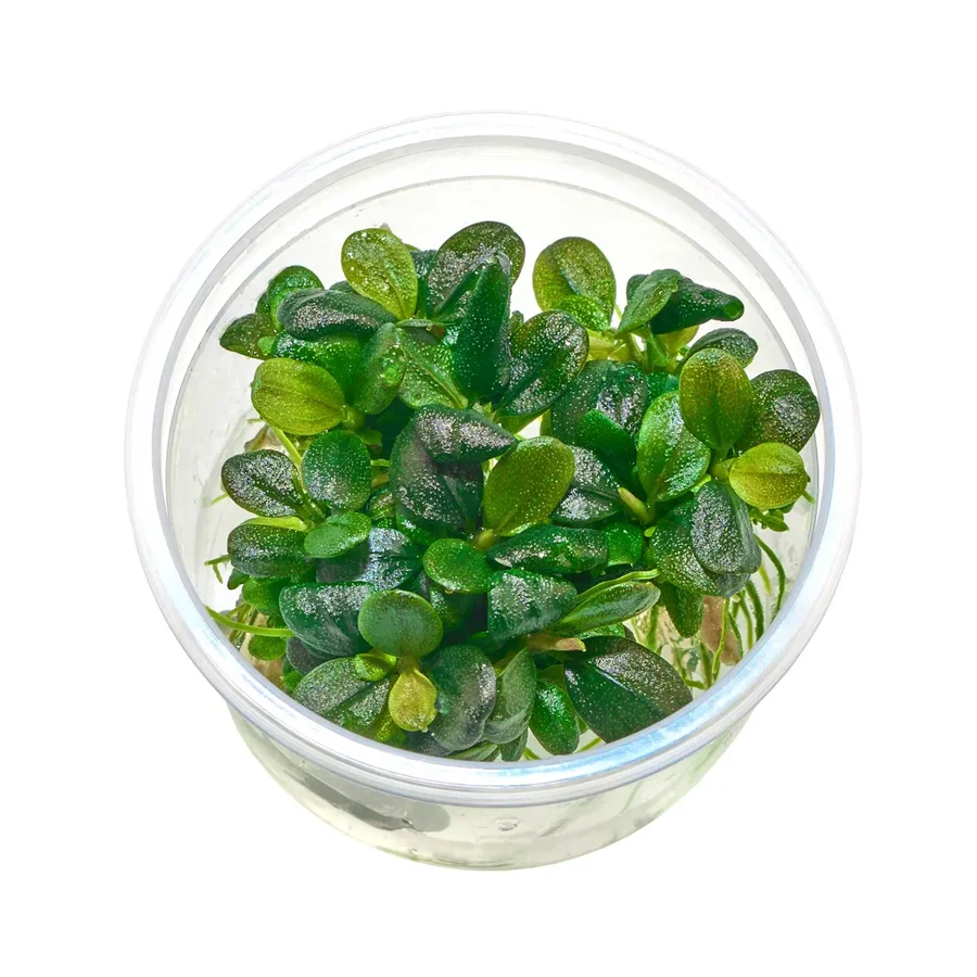 Bucephalandra sp. "Brownie Jade" - Baby Plant Mini-Ableger