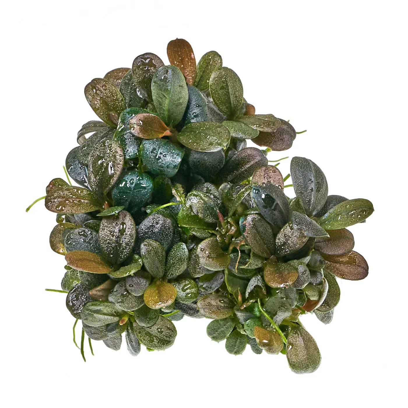 Bucephalandra sp. "Brownie Jade" - in vitro - Ø 5,5cm