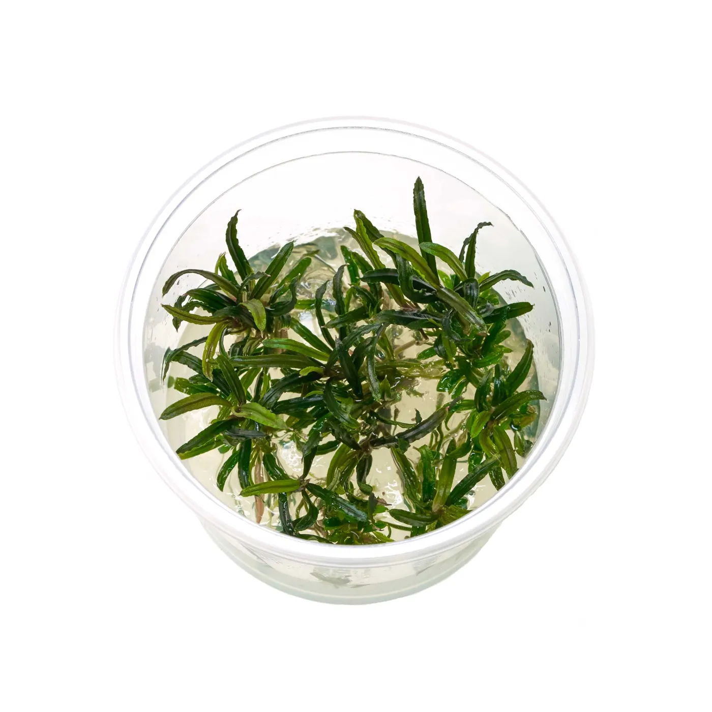 Bucephalandra sp. "Filiformis/Rosmarin" - in vitro