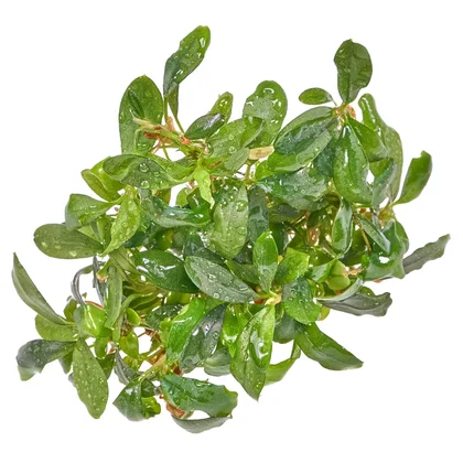 Bucephalandra sp. "Green Red" - in vitro 8,5cm