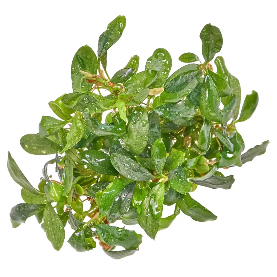 Bucephalandra sp. "Green Red" - in vitro 8,5cm