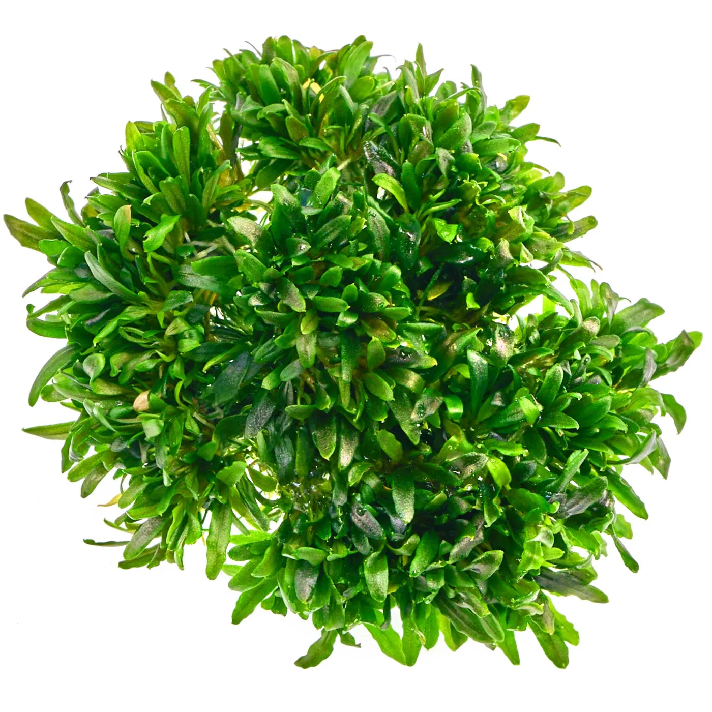 Bucephalandra sp. "Mini Catherinae" - in vitro
