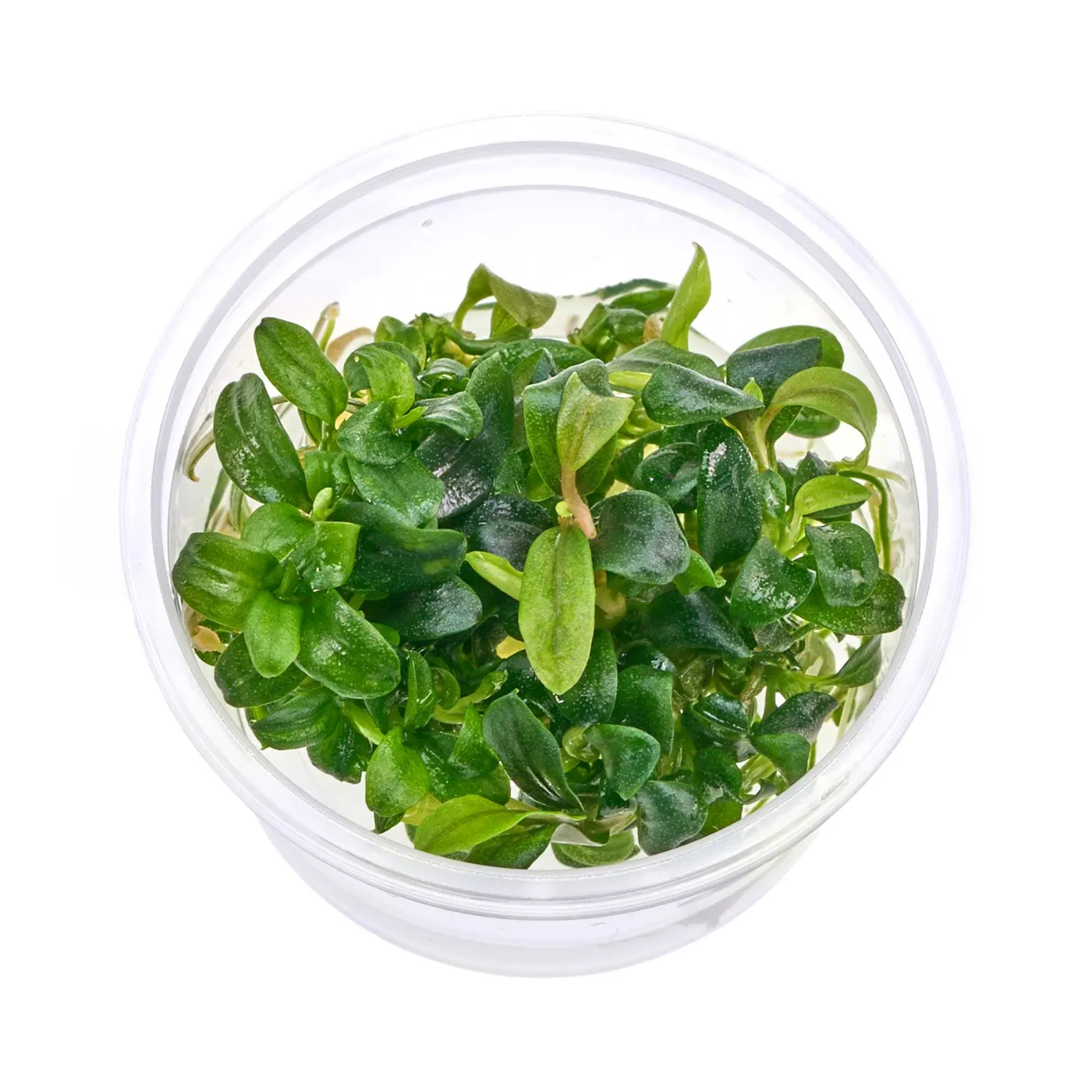 Bucephalandra sp. „Mini Needle Leaf“ - Baby Plant Mini-Ableger