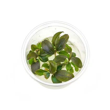 Bucephalandra sp. "Nanga Pinoh" - in vitro - Ø 5,5cm