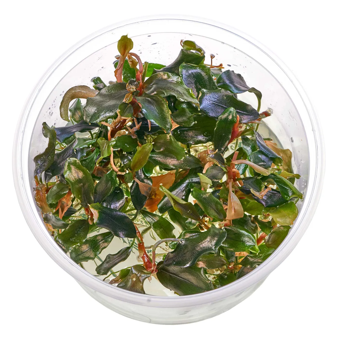 Bucephalandra sp. "Red Scorpio" - in vitro