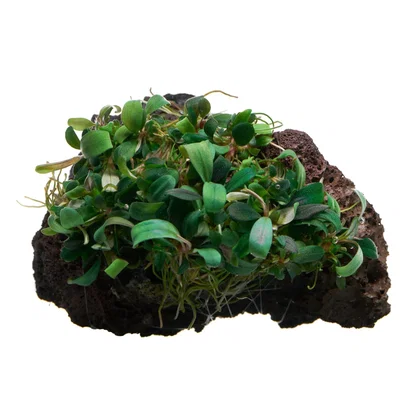 Bucephalandra sp. "Serimbu Brown" - auf Lavastein