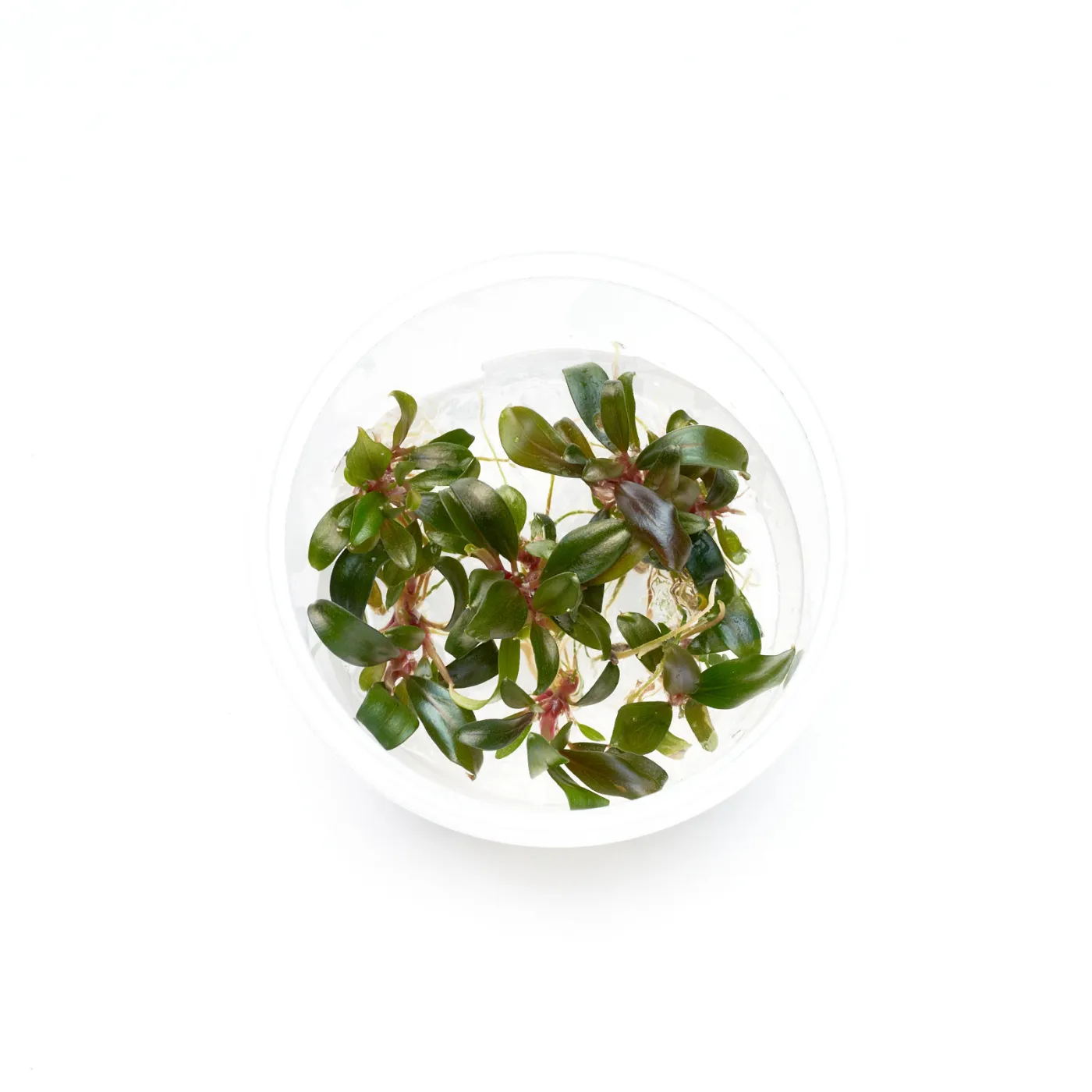 Bucephalandra sp. "Serimbu Brown" - in vitro