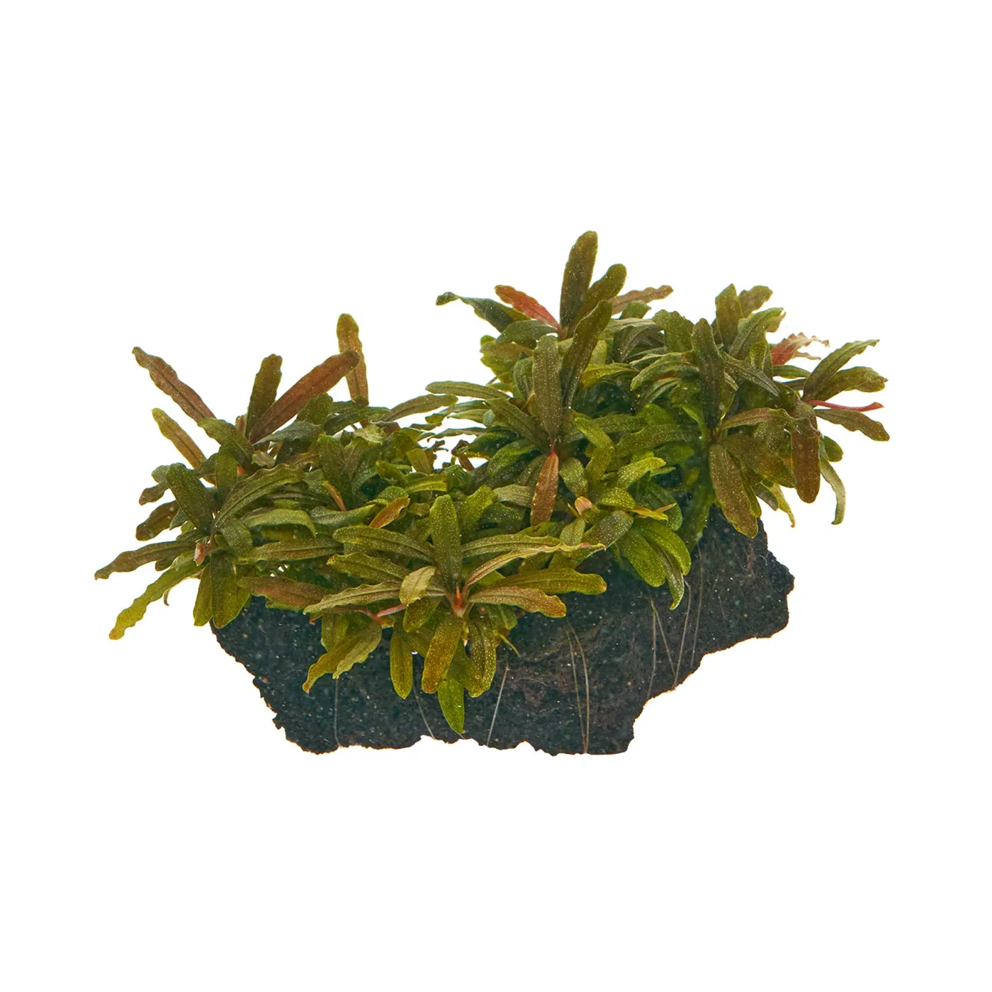 Bucephalandra sp. "Velvet Tricolor" - auf Lavastein