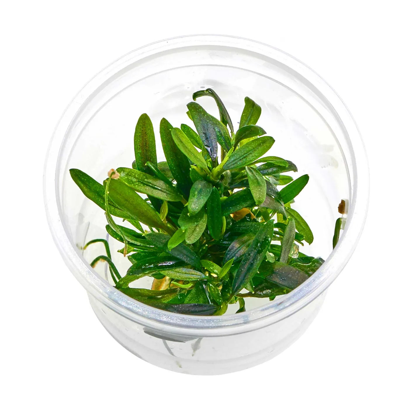 Bucephalandra sp. "Velvet Tricolor" - Baby Plant Mini-Ableger