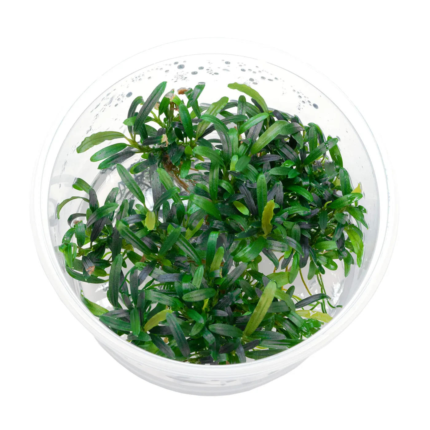 Bucephalandra sp. "Velvet Tricolor" - in vitro