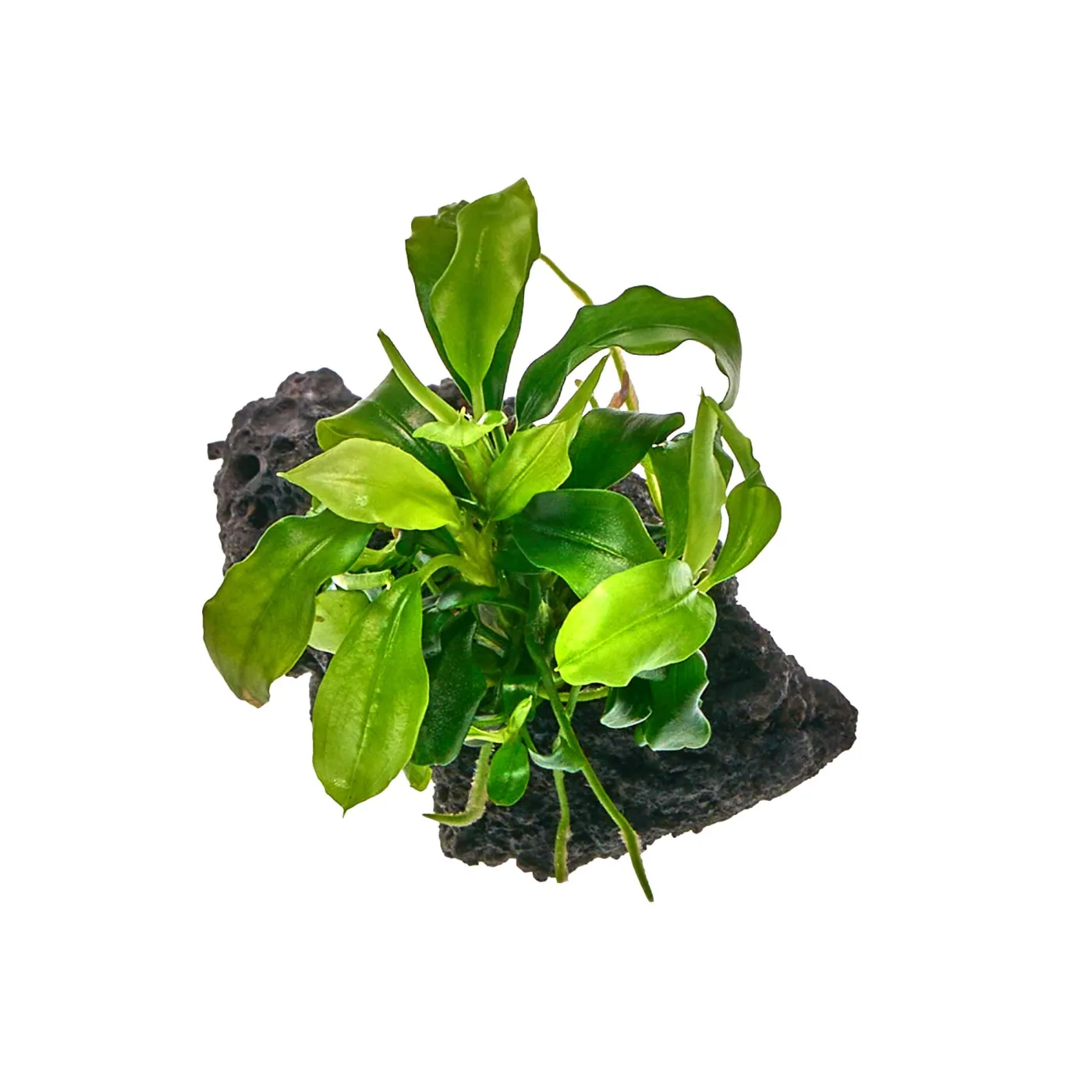 Bucephalandra sp. "Wavy Green" - auf Lavastein