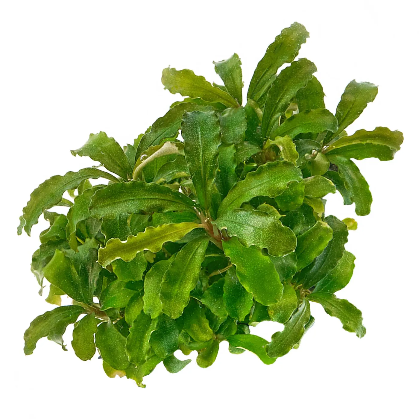 Bucephalandra sp. "Wavy Green" - in vitro XL 8,5cm
