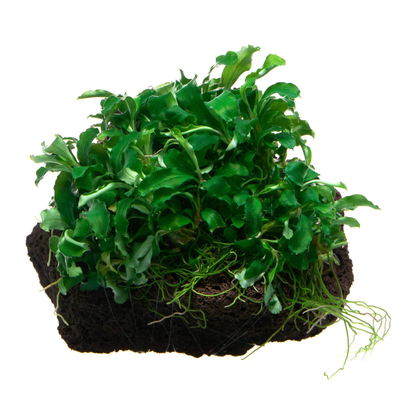 Bucephalandra sp. "Wavy Leaf" - auf Lavastein