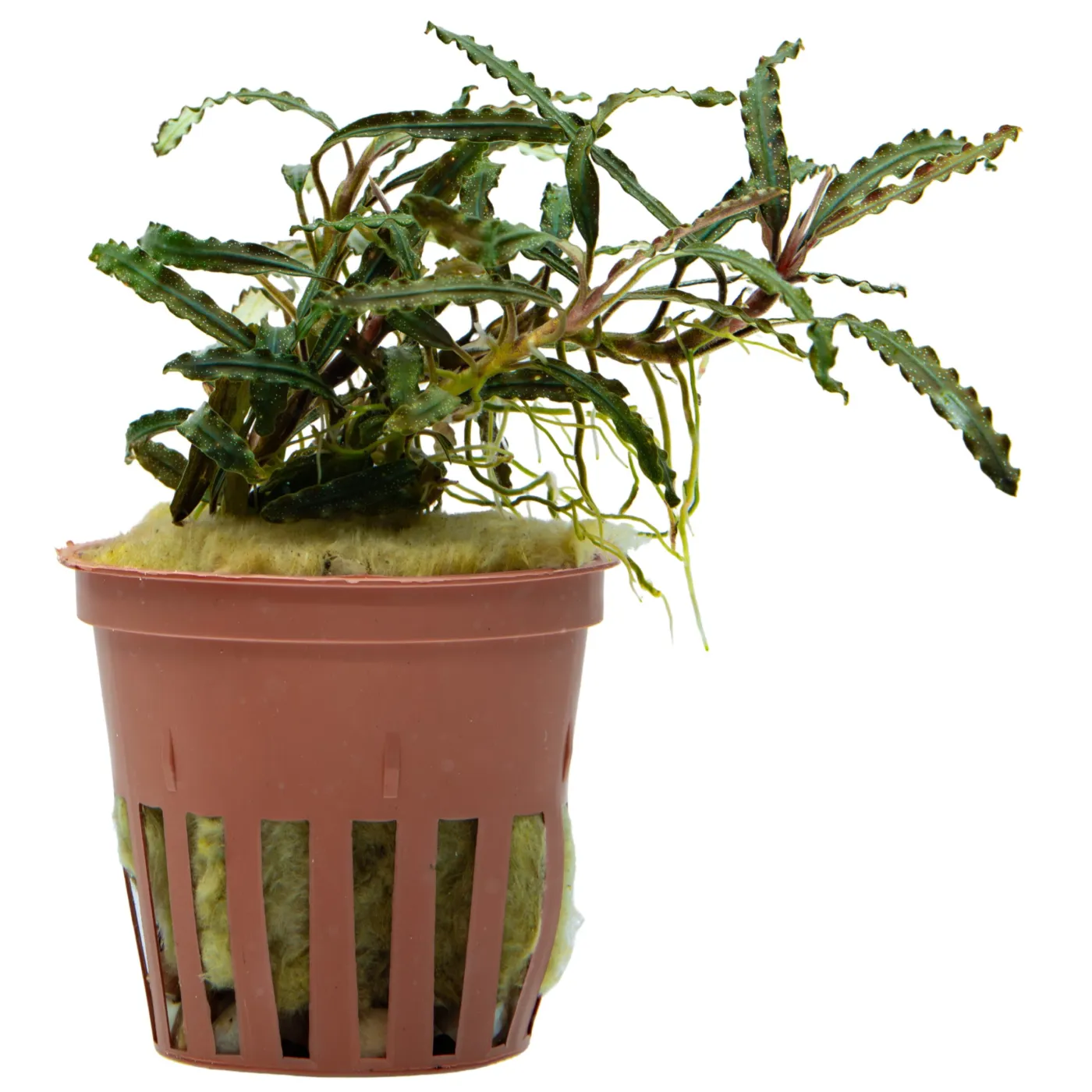 Bucephalandra sp. 'Velvet Tricolor'