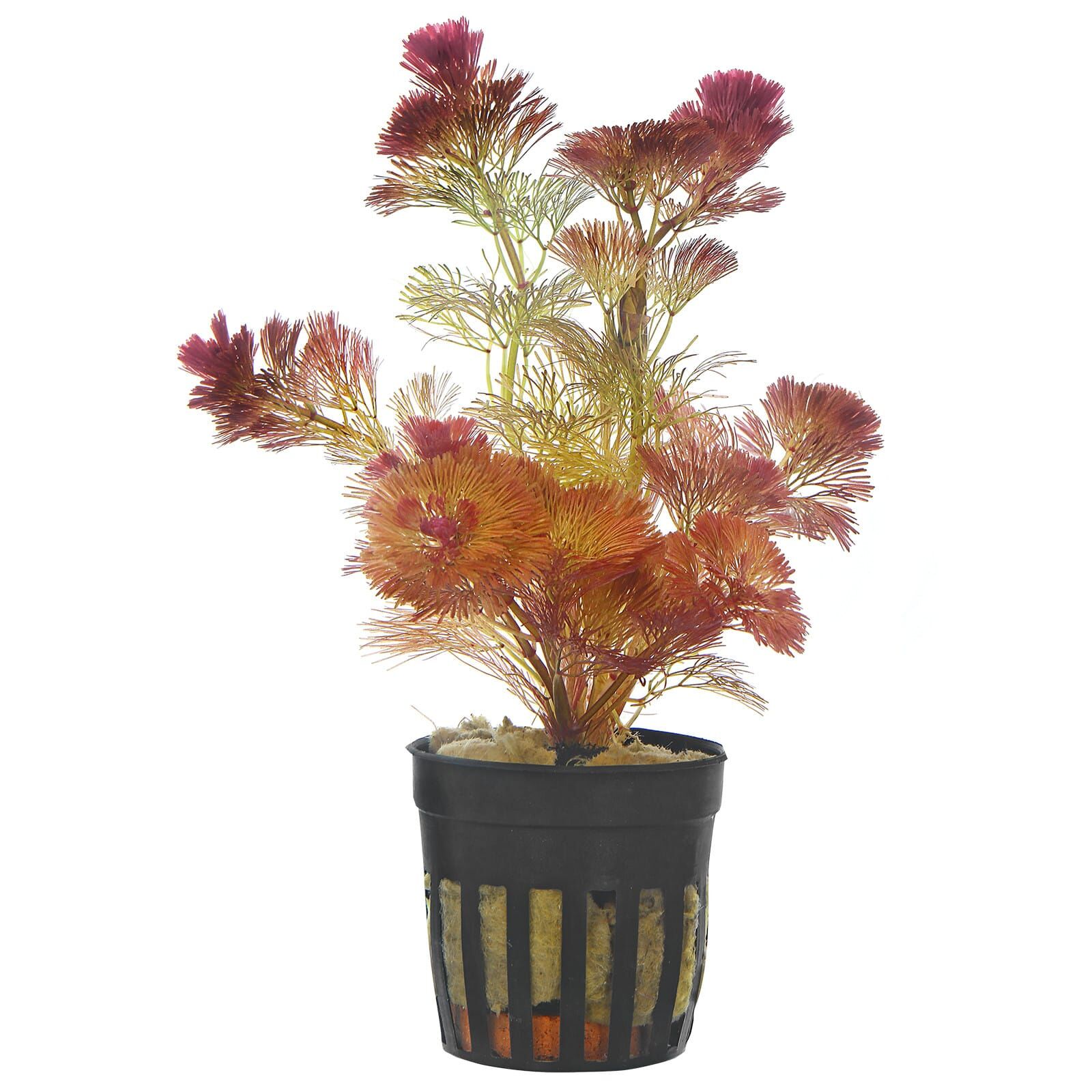 Cabomba furcata ("piauhyensis") - Topf