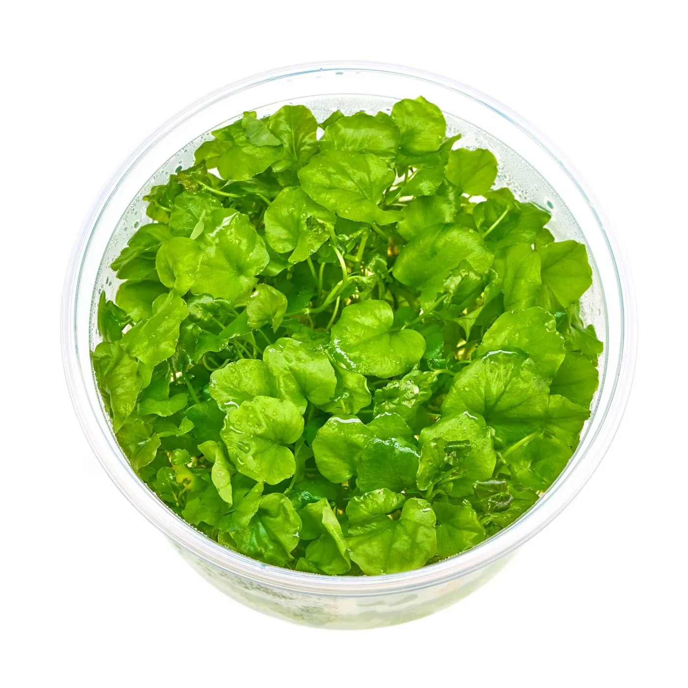 Cardamine lyrata Japanisches Schaumkraut in vitro 8,5 cm