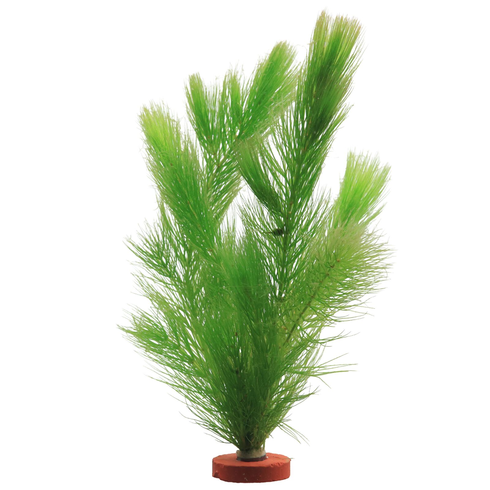 Ceratophyllum demersum 'Foxtail'