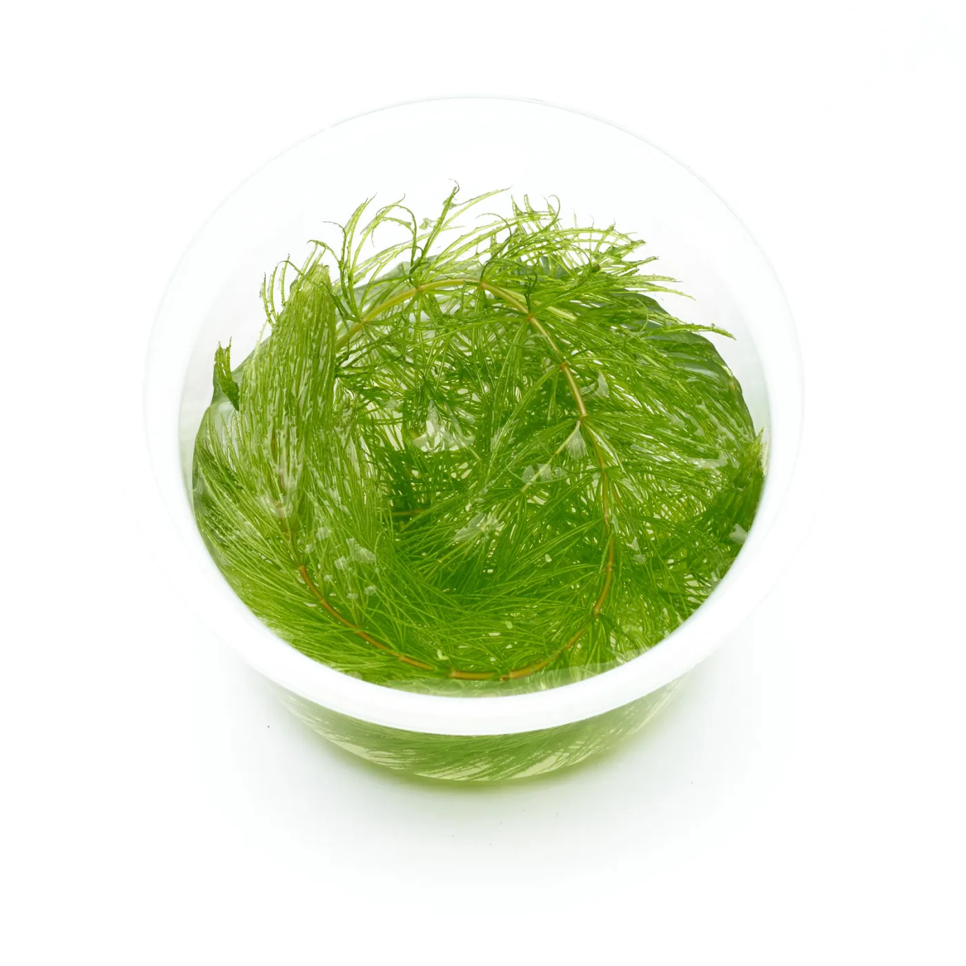 Ceratophyllum demersum | Hornkraut
