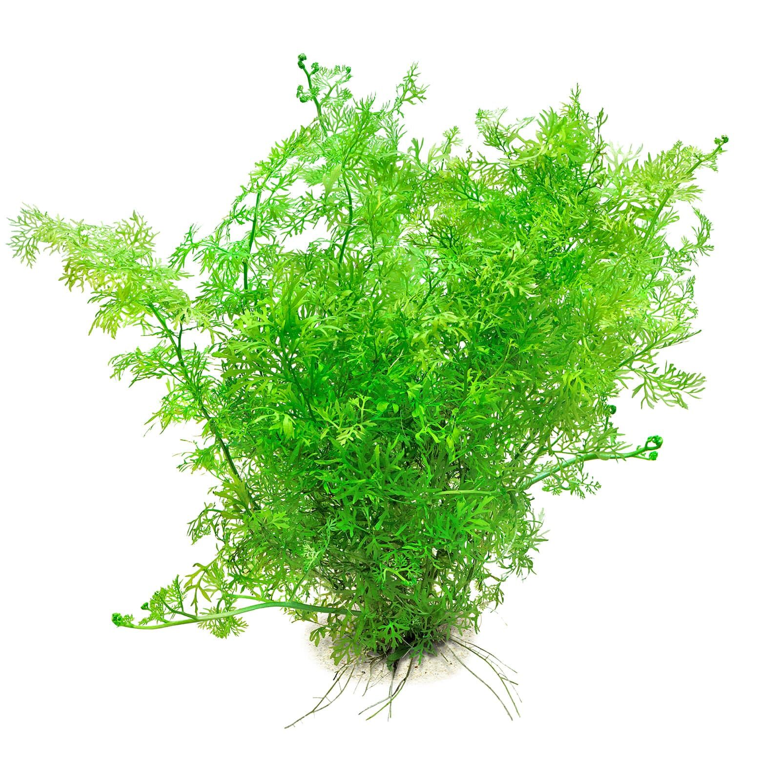 Ceratopteris thalictroides - in Vitro XL
