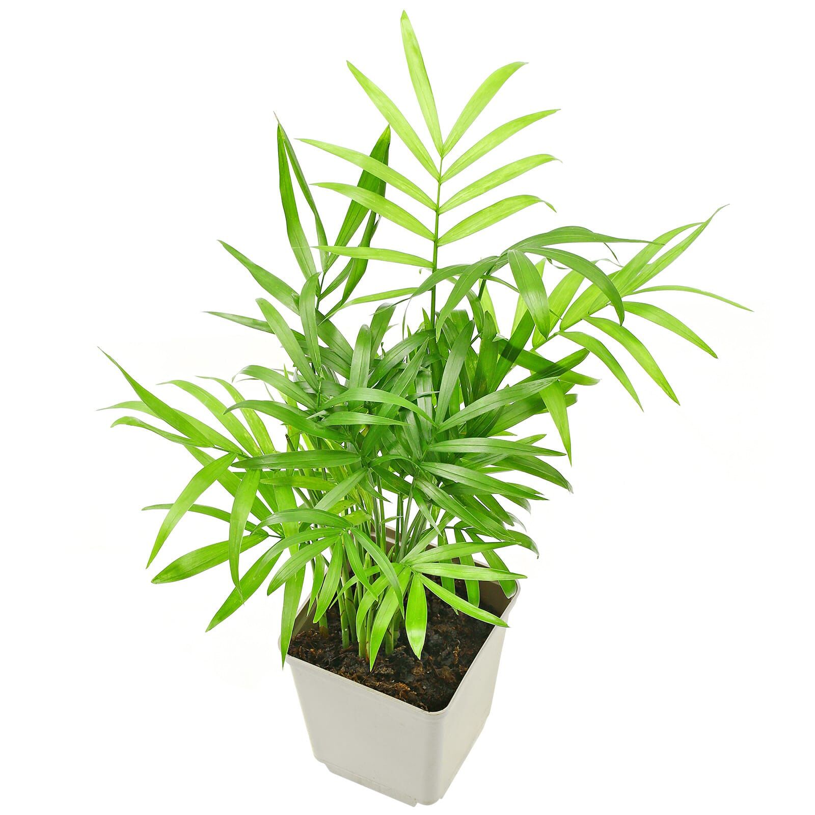Chamaedorea elegans - Topf L
