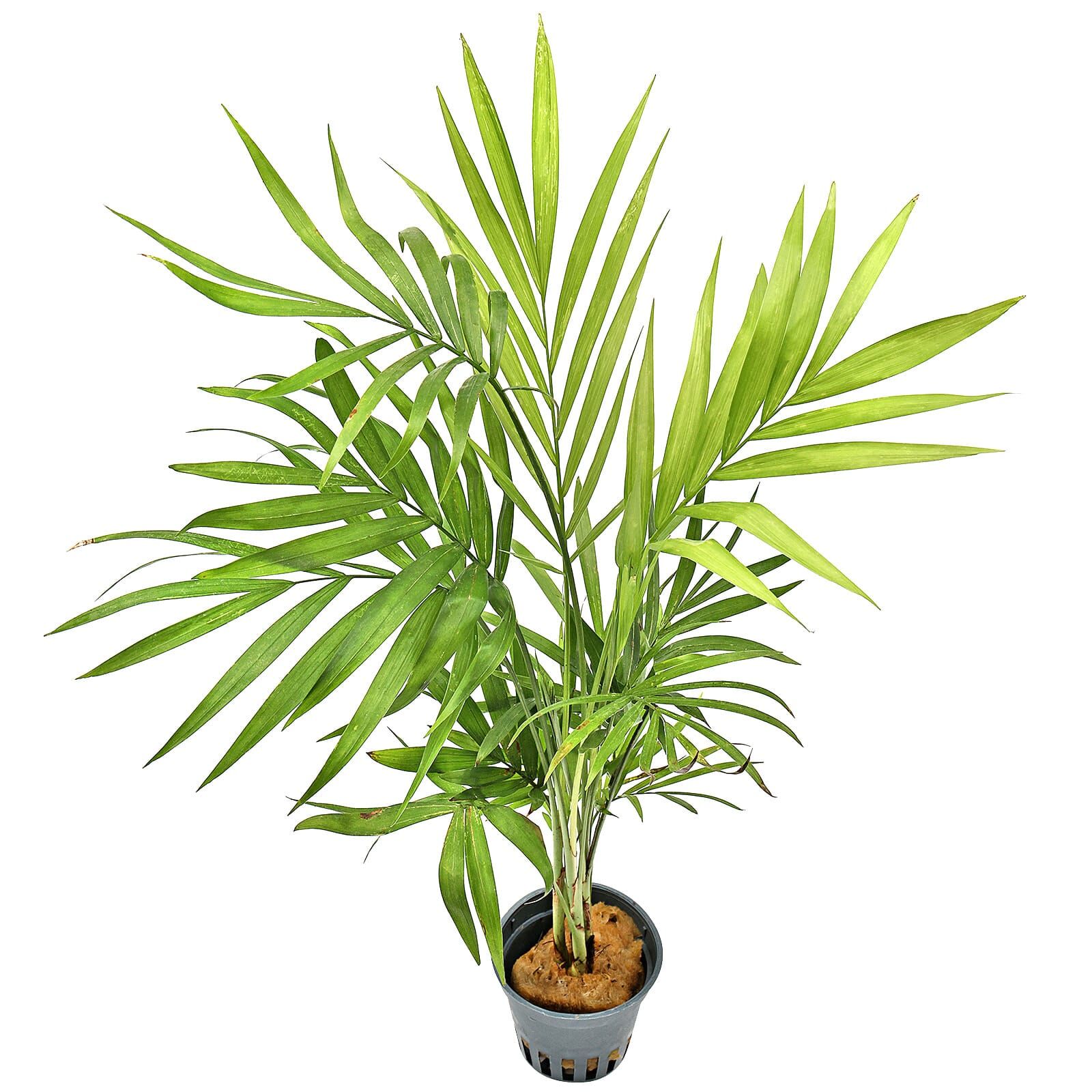 Chamaedorea elegans - Topf