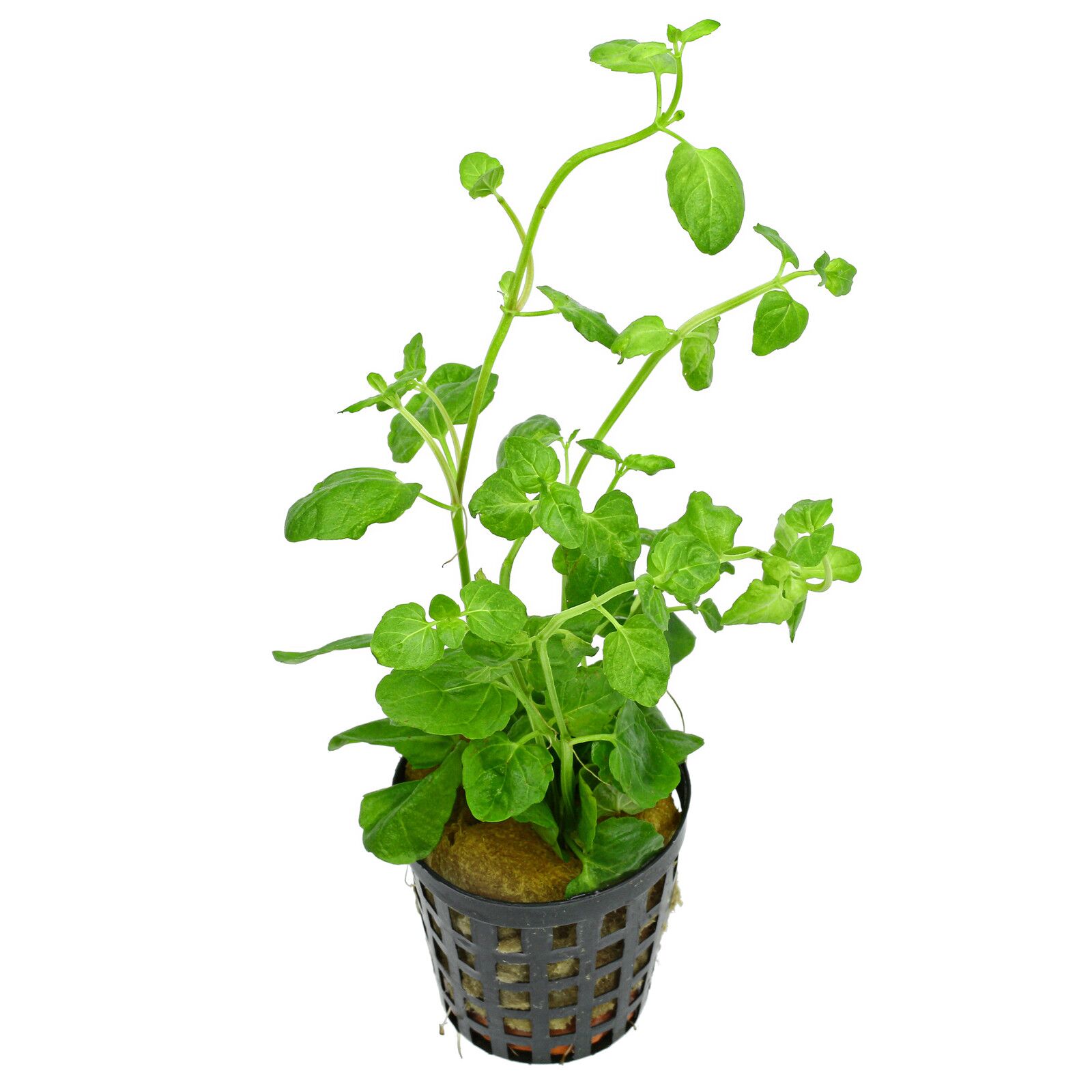 Clinopodium brownei - Topf