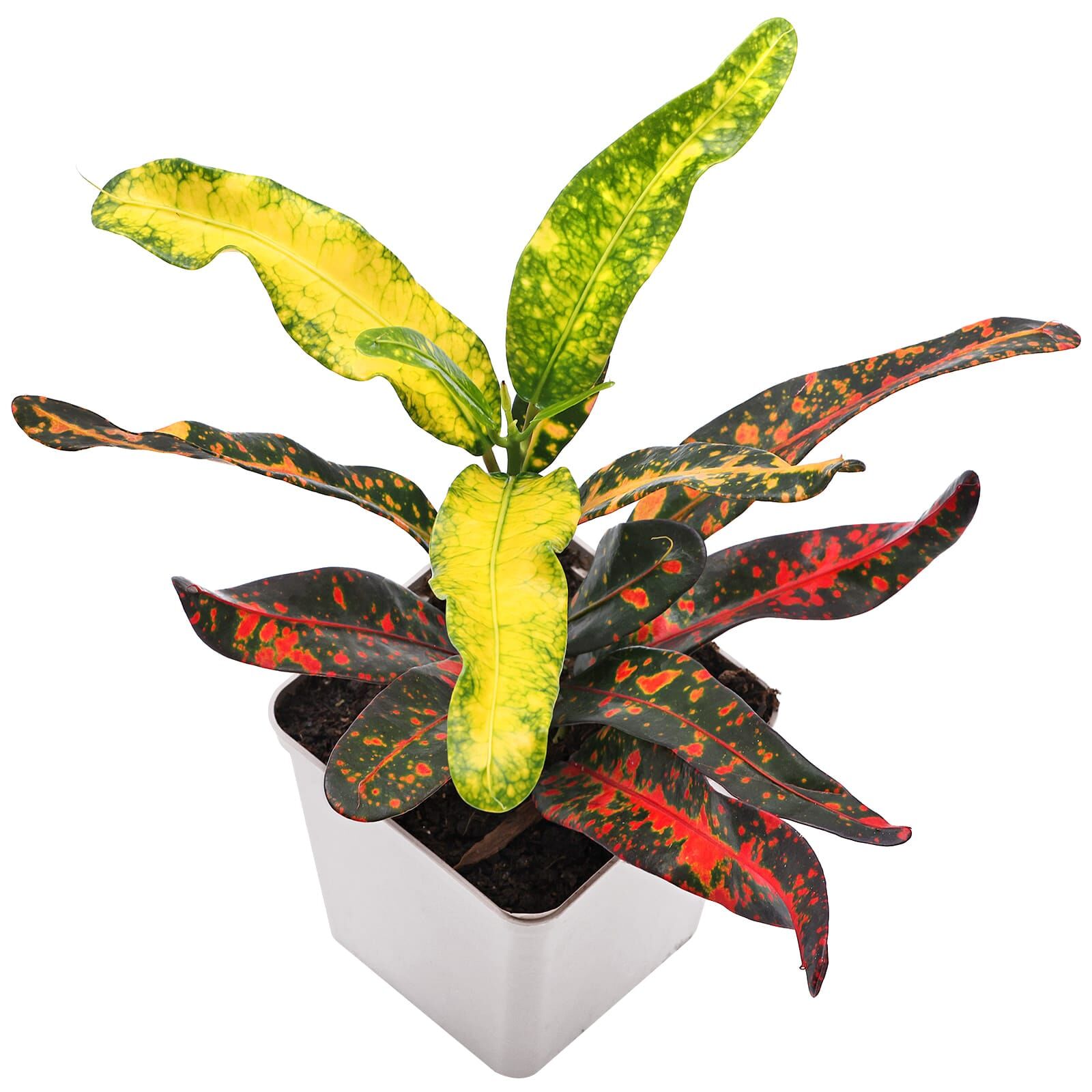 Codiaeum variegatum 'Bush on Fire'