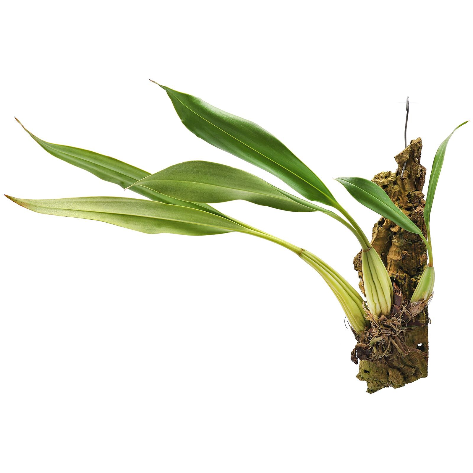 Coelogyne nitida - auf Kork