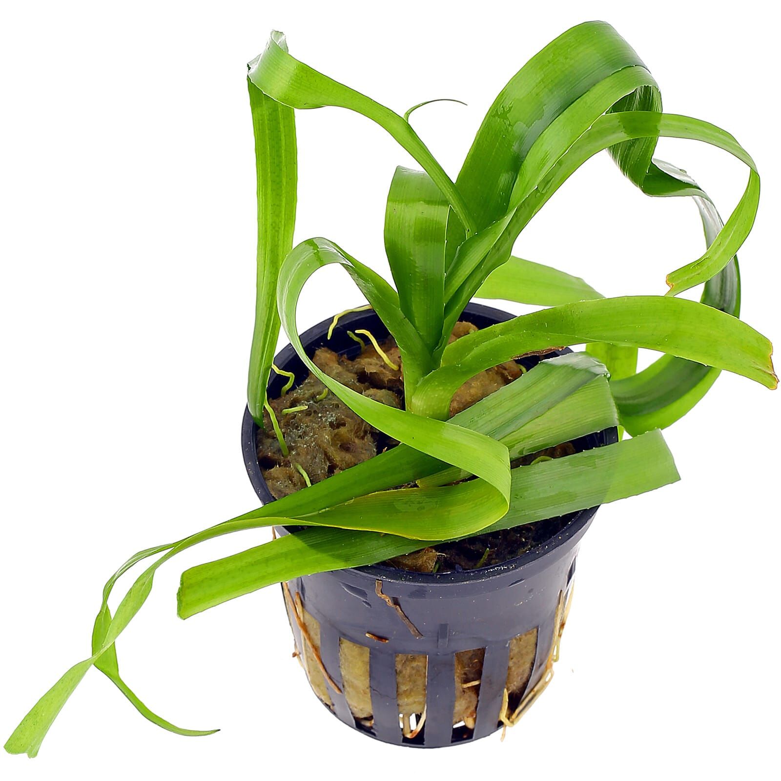 Crinum thaianum