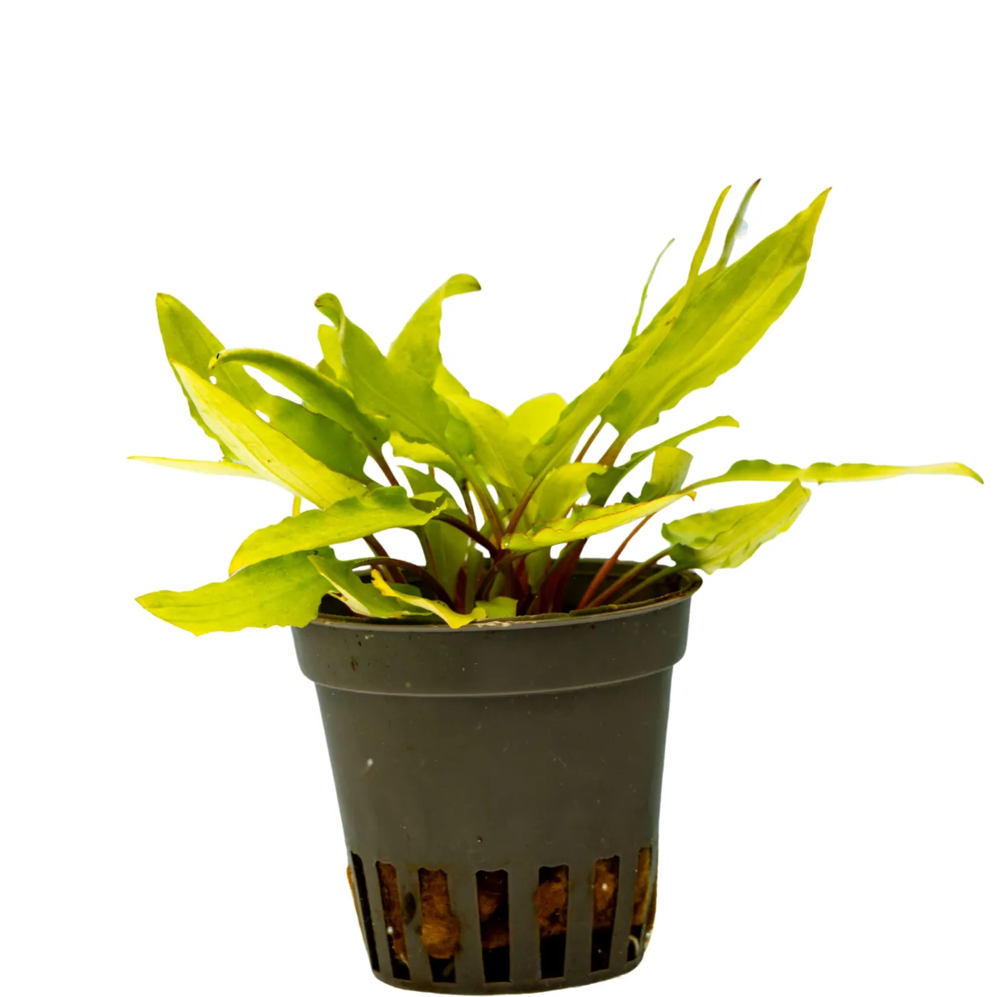 Cryptocoryne affinis "Dark Orange"