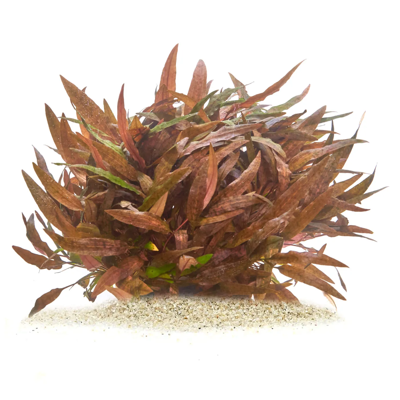 Cryptocoryne affinis | Härtels Wasserkelch - in vitro XL - Ø 8,5cm