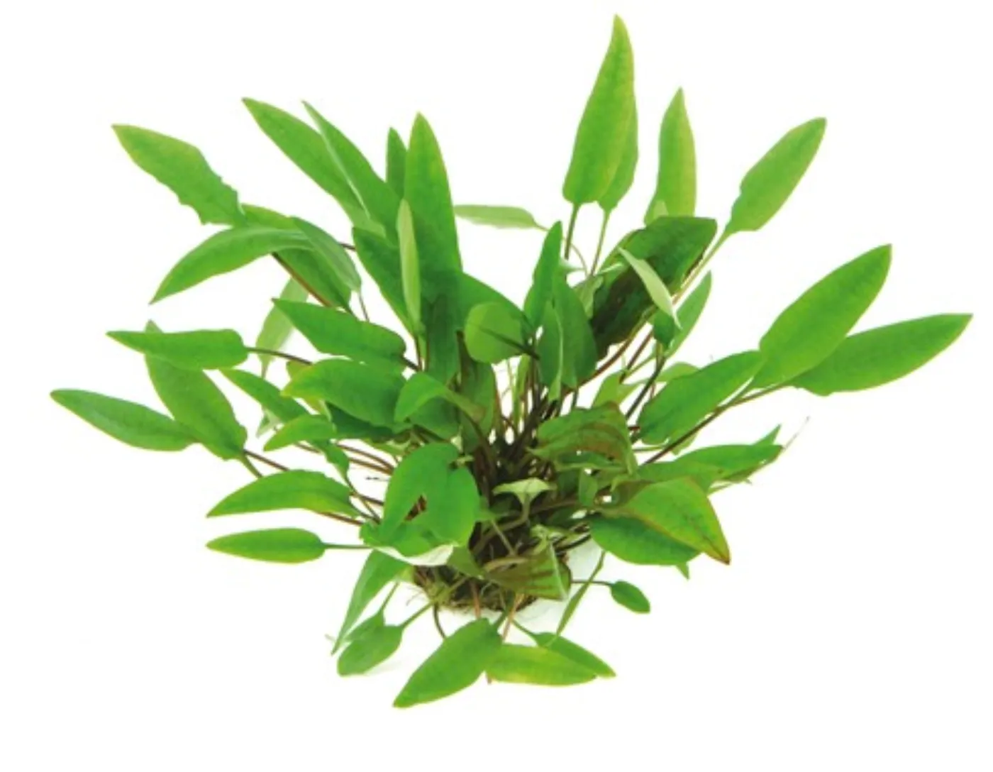 Cryptocoryne affinis