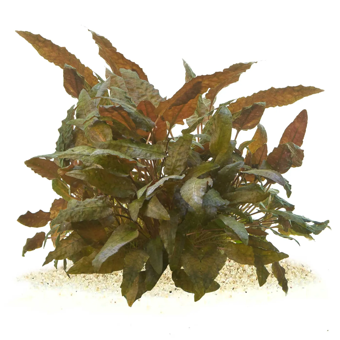 Cryptocoryne beckettii | Becketts Wasserkelch - in vitro XL - Ø 8,5cm