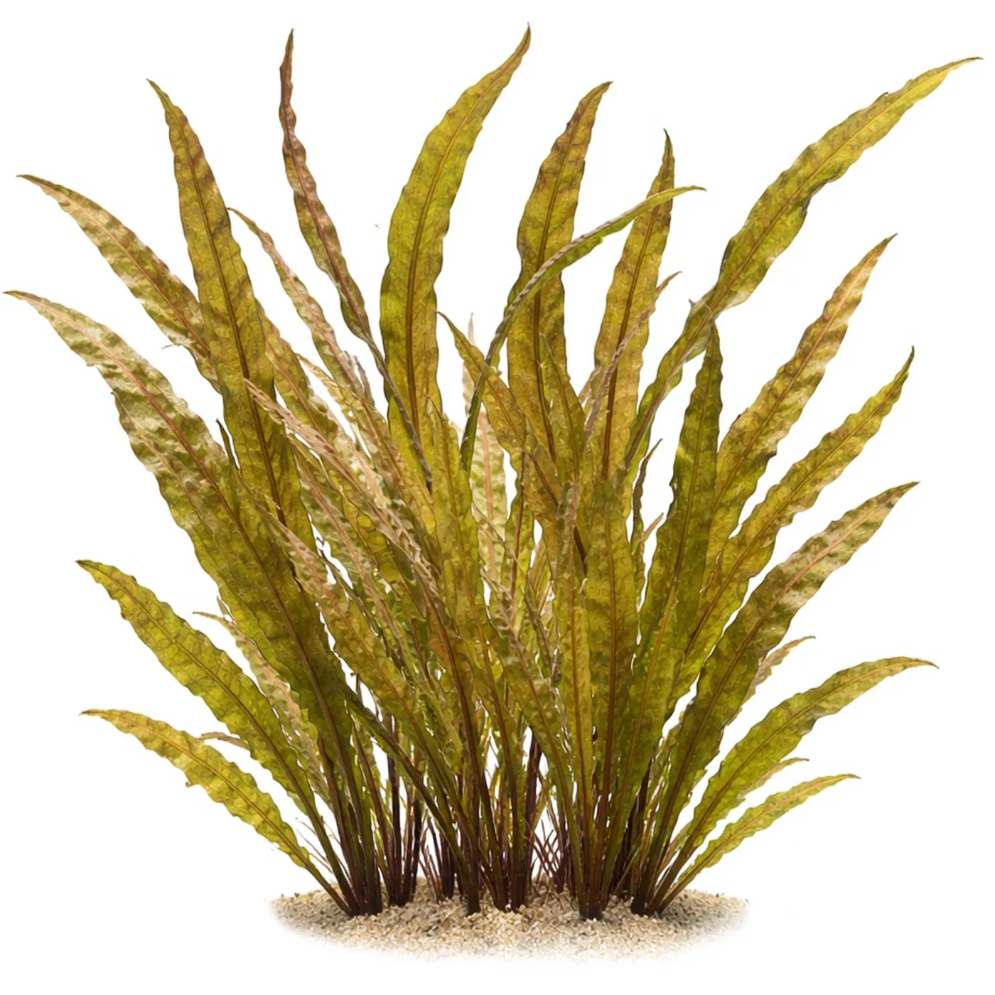 Cryptocoryne crispatula var. balansae | Balansae Wasserkelch - in vitro