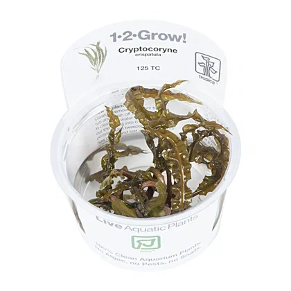 Grasblättriger Wasserkelch - Cryptocoryne crispatula - Tropica InVitro