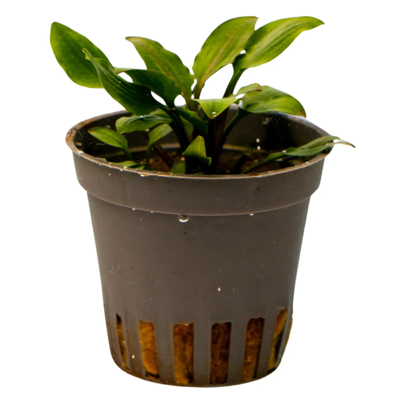 Cryptocoryne lutea 'Hobbit'