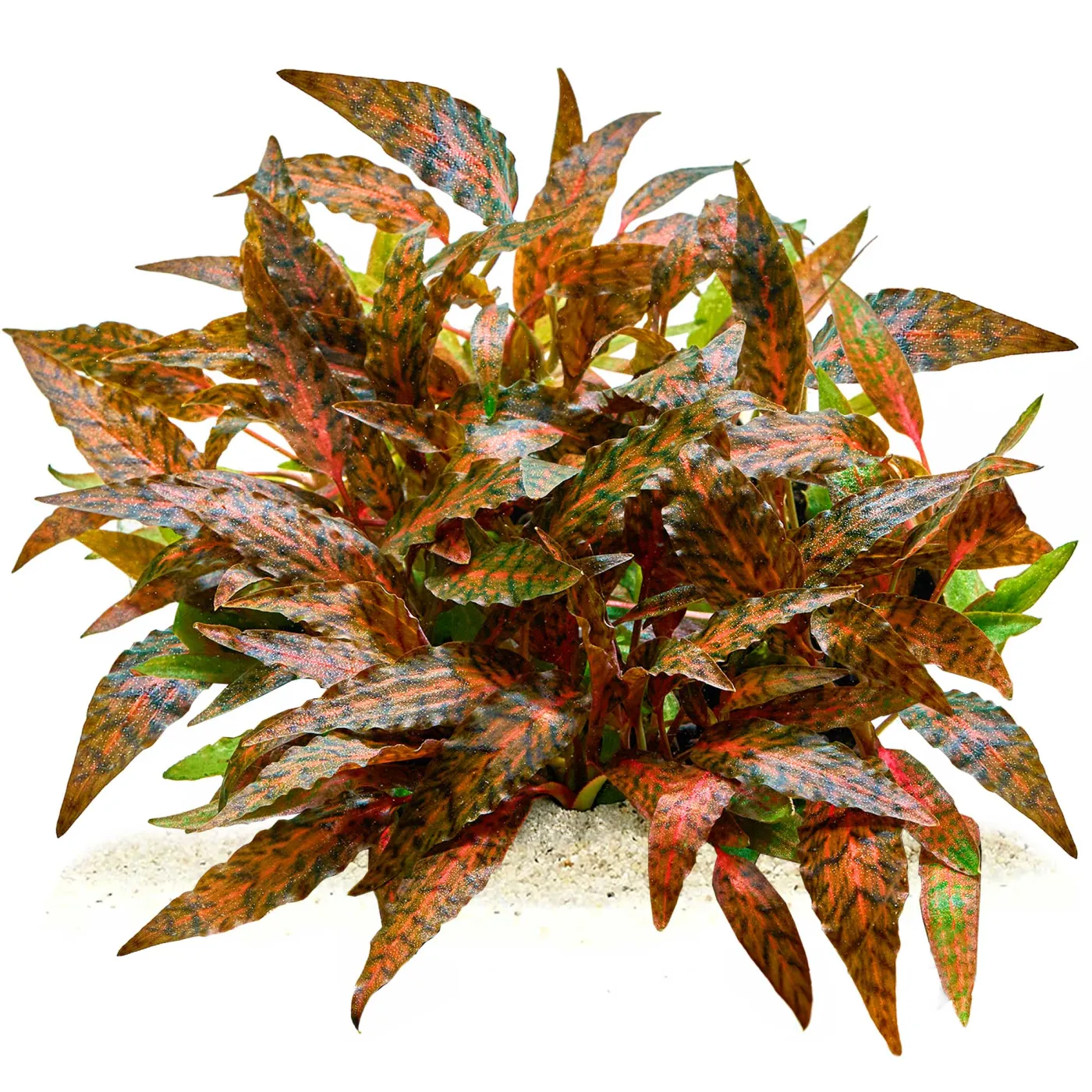 Cryptocoryne nurii var. raubensis 'Rosen Maiden' - in vitro