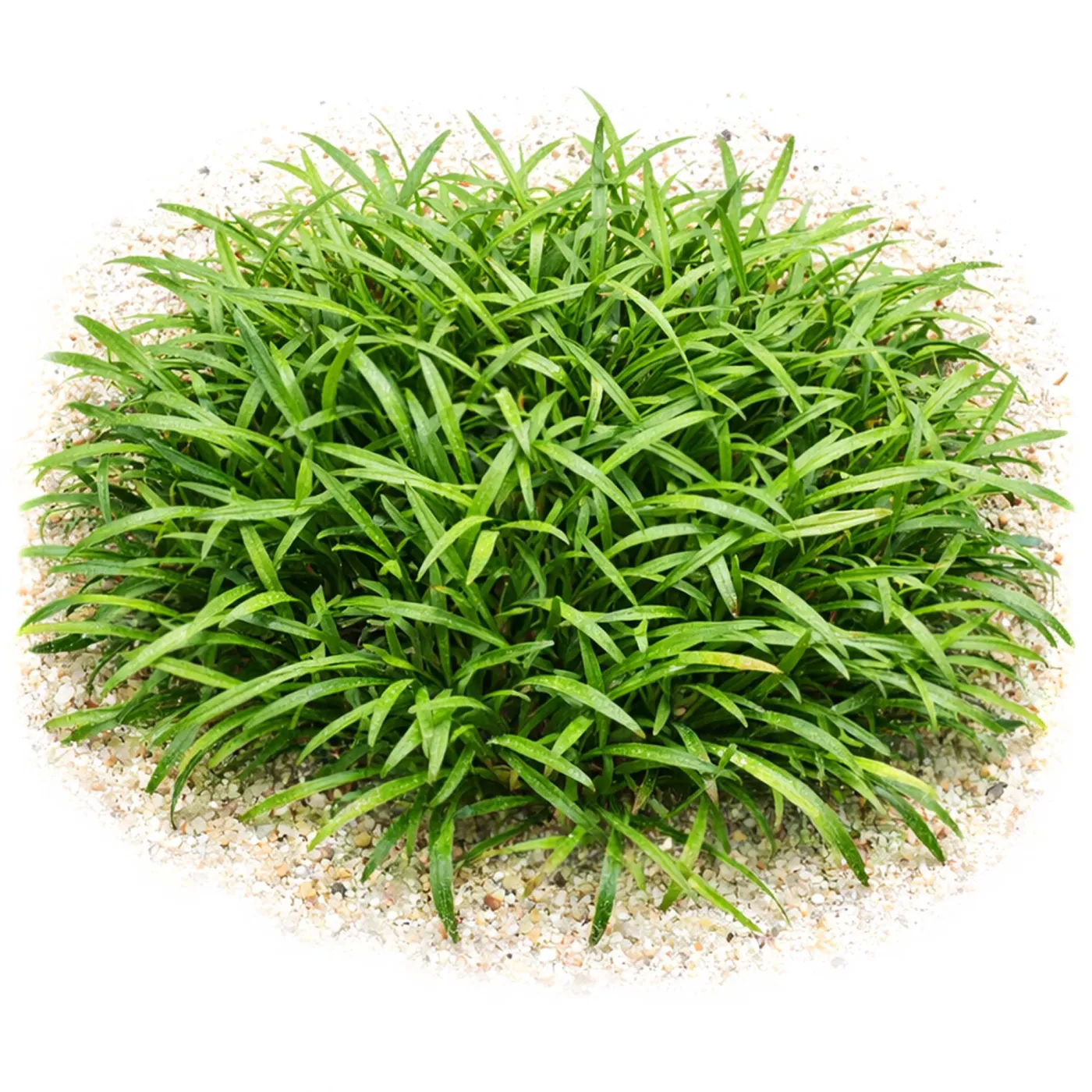 Cryptocoryne parva | Kleiner Wasserkelch - in vitro