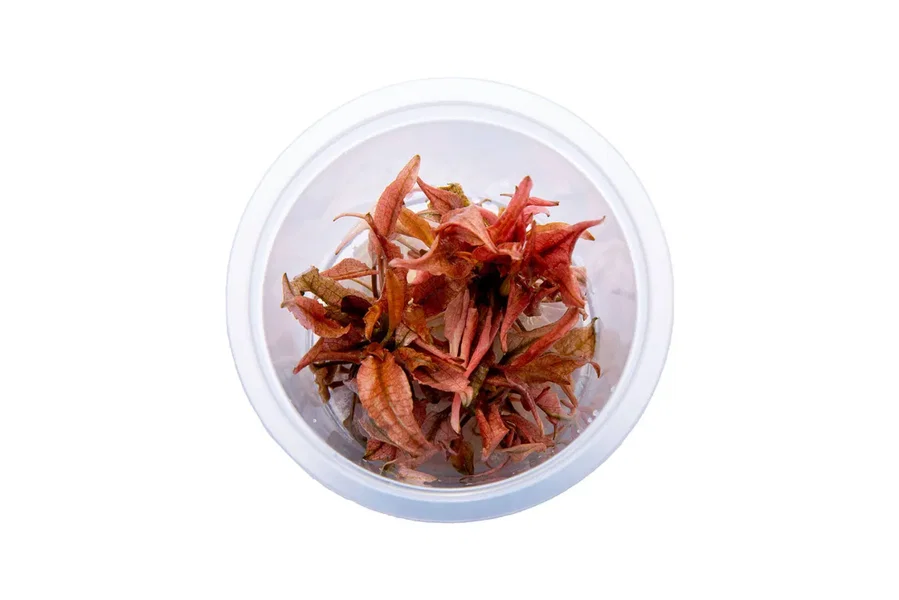 Cryptocoryne wendtii "Pink Panther"