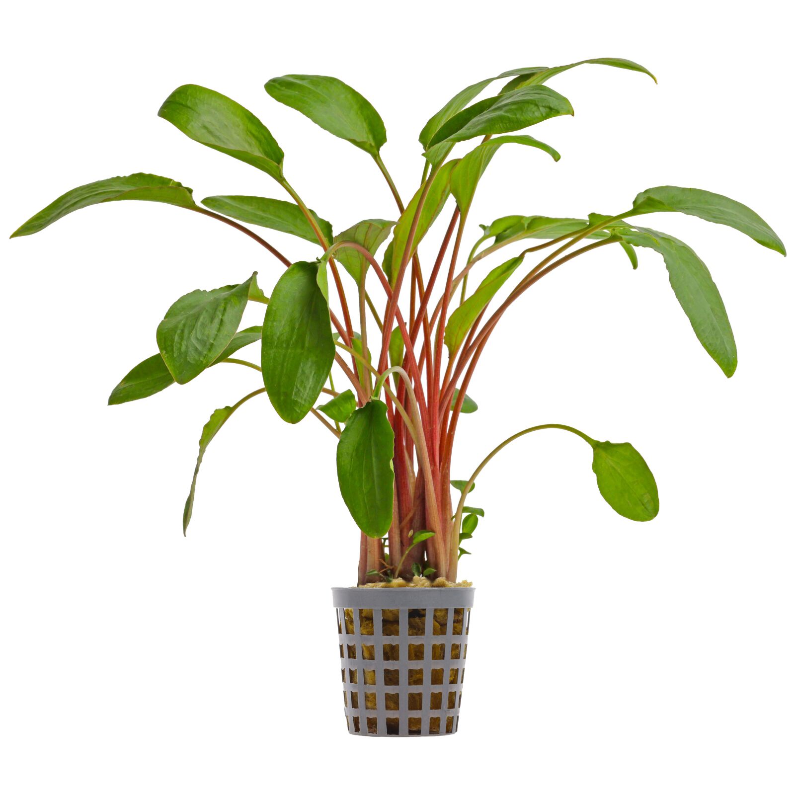 Cryptocoryne sp. "Wallisii"
