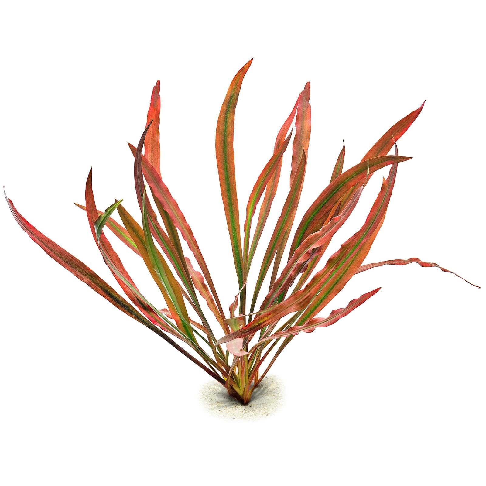 Cryptocoryne spiralis 'Red' - in Vitro XL