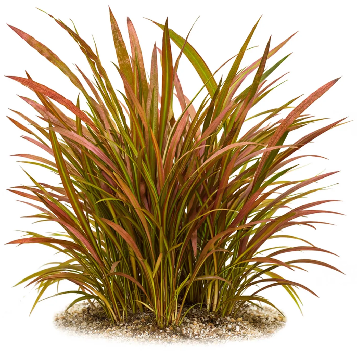 Cryptocoryne spiralis "Red" | Roter Spiral Wasserkelch - in vitro