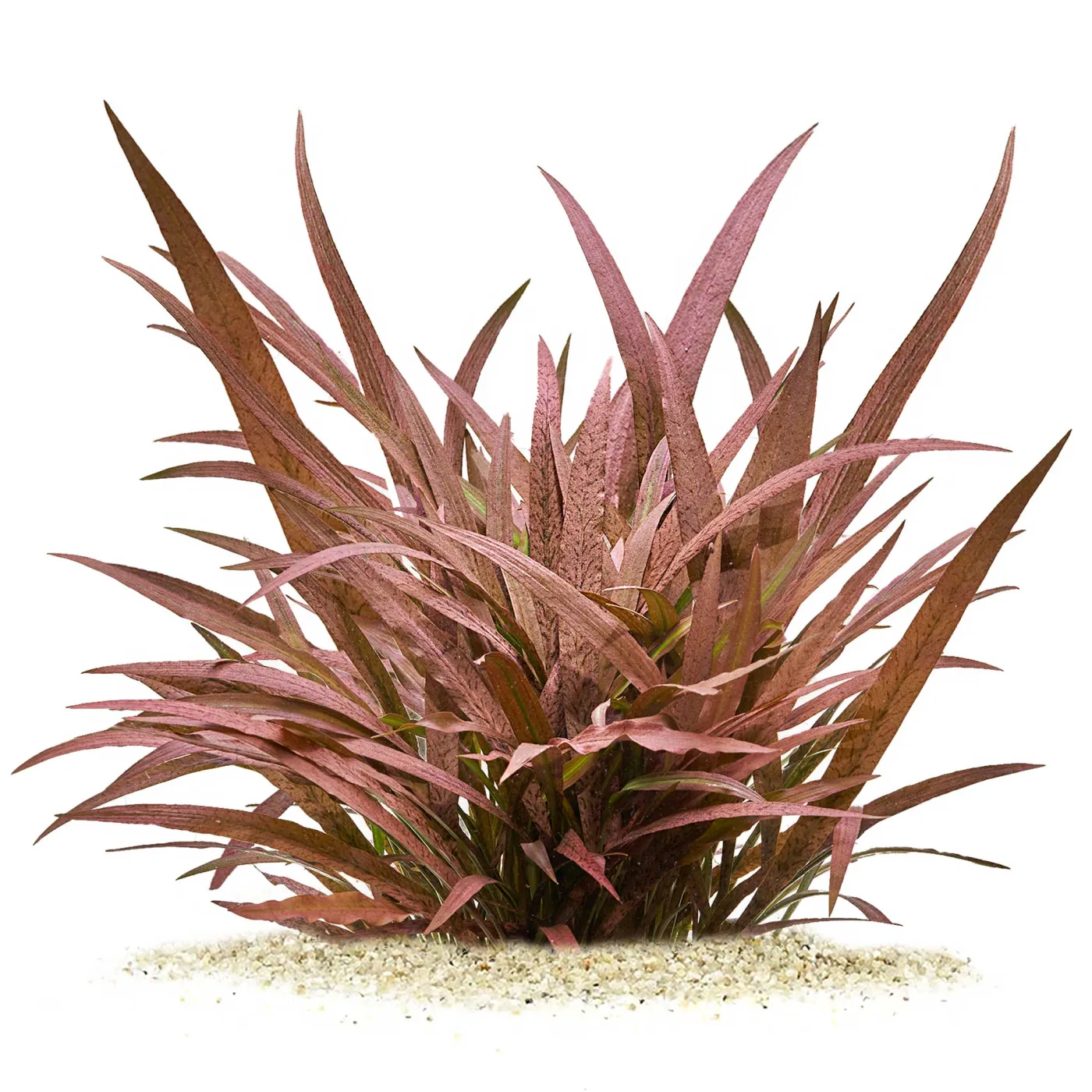 Cryptocoryne spiralis "Tiger" | Tiger Wasserkelch - in vitro